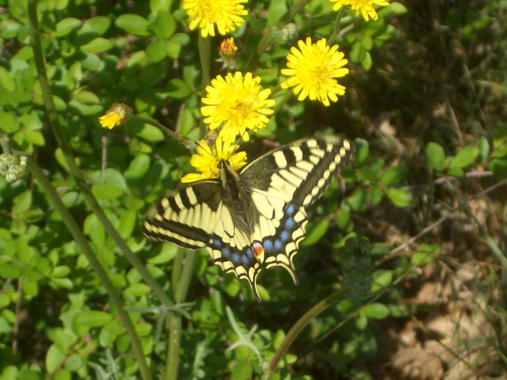 Machaon (Le), Grand Porte-Queue (Le) Papilio machaon Linnaeus, 1758