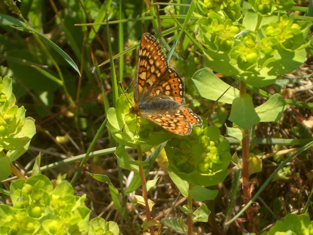 Damier de la Succise (Le), Artémis (L'), Damier pr Euphydryas aurinia (Rottemburg, 1775)