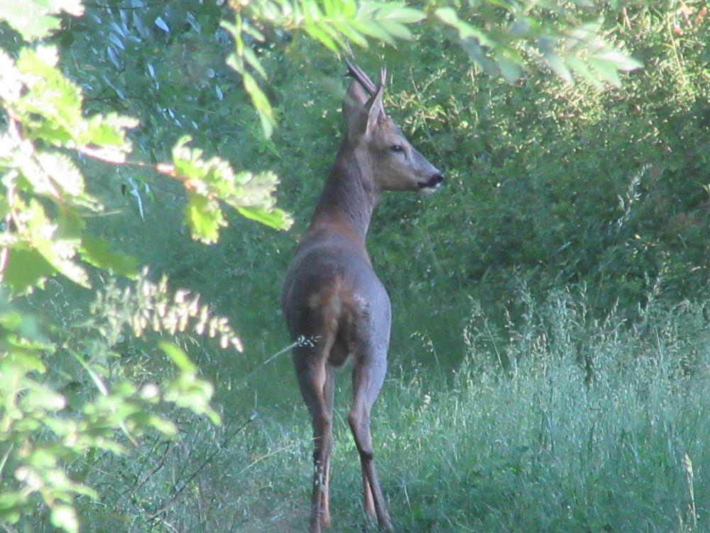 Chevreuil Capreolus capreolus (Linnaeus, 1758)