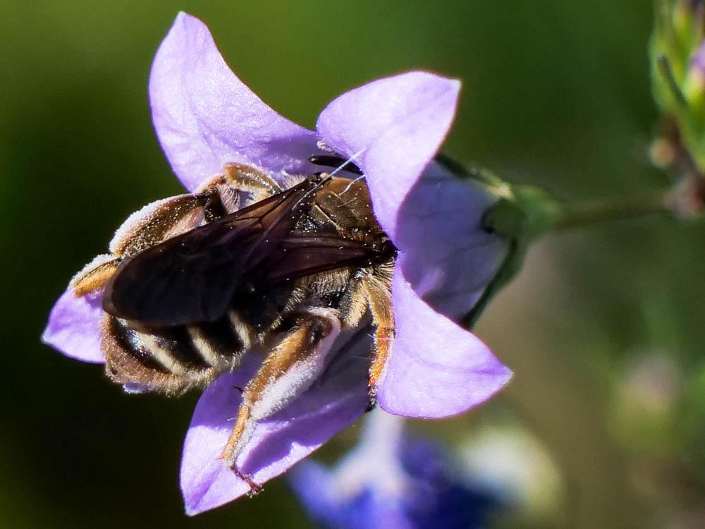 Andrena Fabricius, 1775