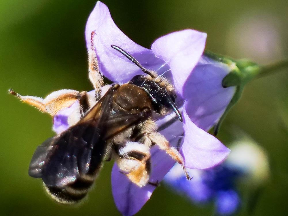 Andrena Fabricius, 1775