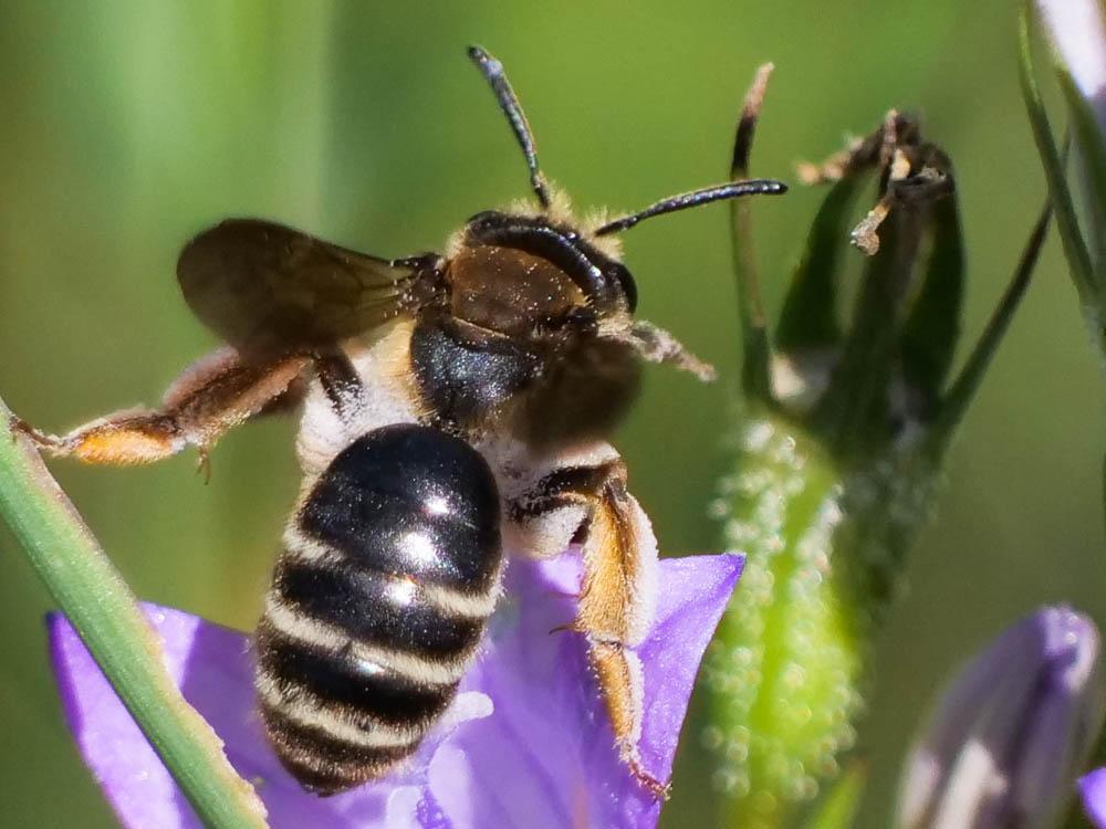 Andrena Fabricius, 1775