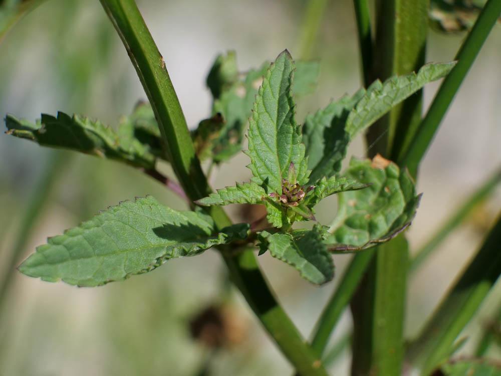 Scrofulaire aquatique, Scrofulaire de Balbis Scrophularia auriculata L., 1753