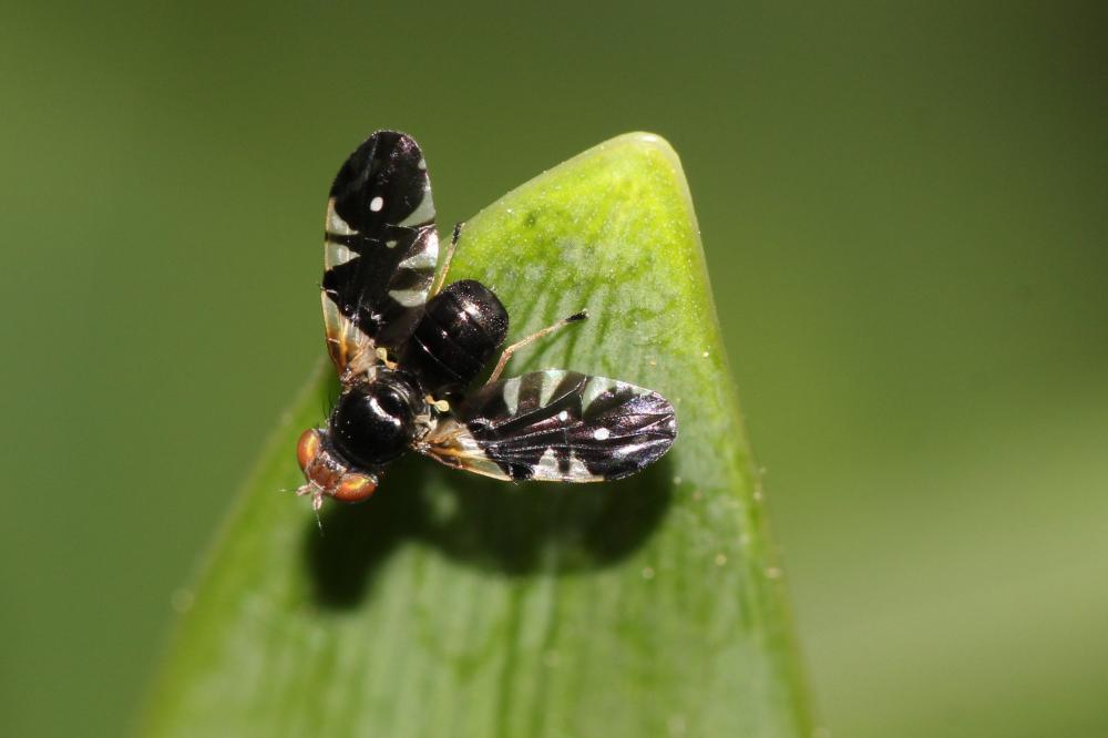 Aciura coryli (Rossi, 1794)