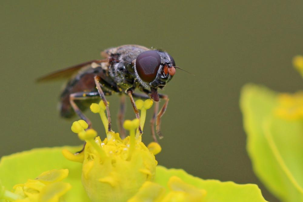 Cheilosia soror (Zetterstedt, 1843)