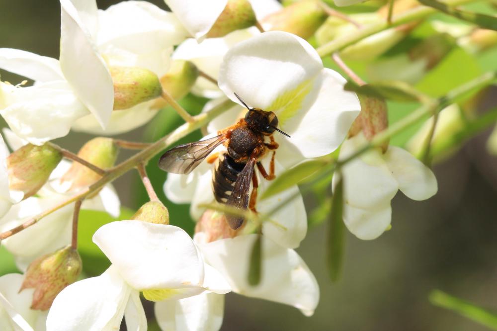  Rhodanthidium septemdentatum (Latreille, 1809)