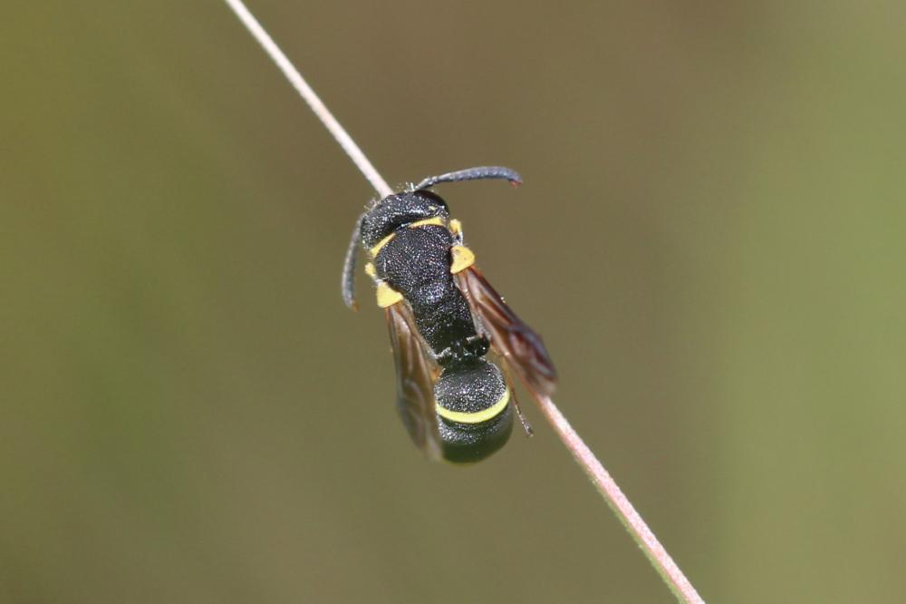 Alastor atropos Lepeletier, 1841