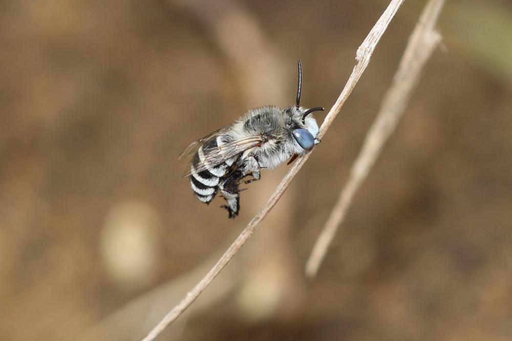 Amégille à joues blanches Amegilla albigena (Lepeletier, 1841)