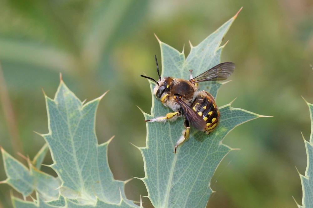 Abeille cotonnière, Anthidie cotonnière Anthidium manicatum (Linnaeus, 1758)