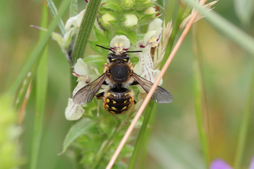 Abeille cotonnière, Anthidie cotonnière Anthidium manicatum (Linnaeus, 1758)