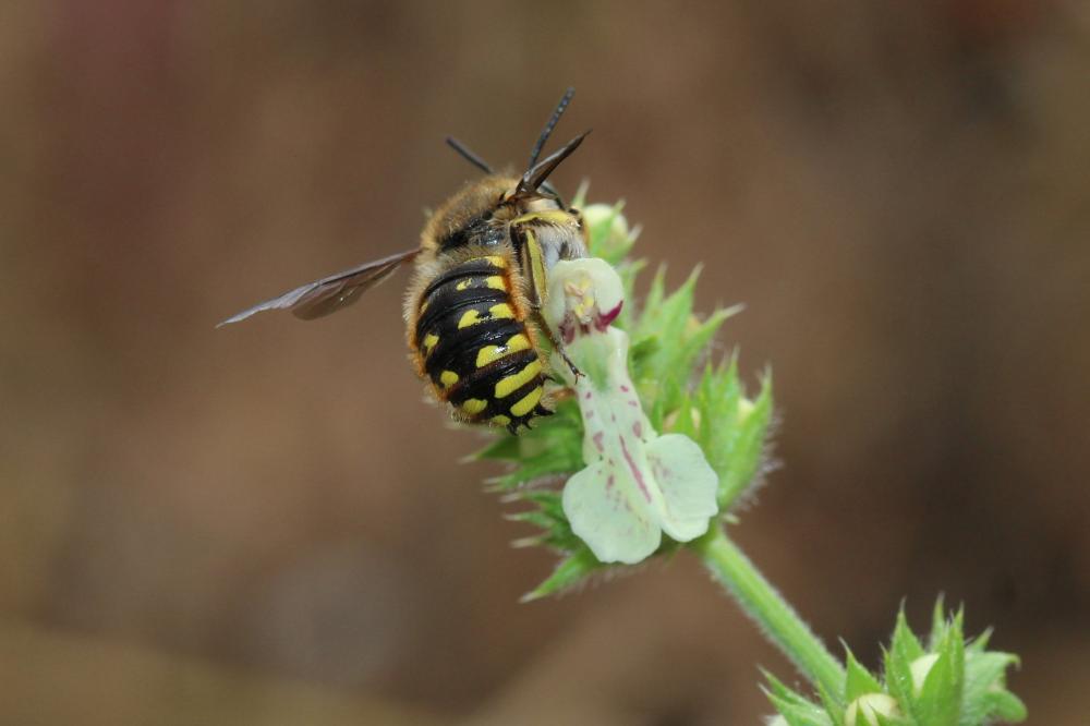Abeille cotonnière, Anthidie cotonnière Anthidium manicatum (Linnaeus, 1758)