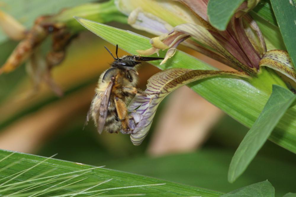 Anthophore commune, Anthophore plumeuse, Anthophor Anthophora plumipes (Pallas, 1772)