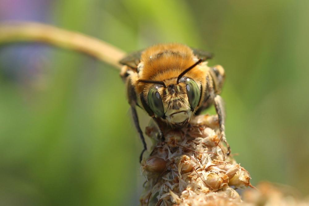 Anthophore cuissarde Anthophora femorata (Olivier, 1789)