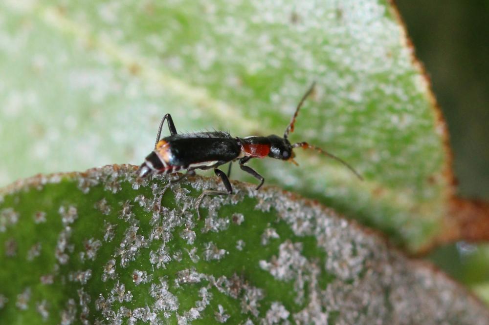 Cyrtosus cyanipennis (Erichson, 1840)