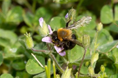  Andrena thoracica (Fabricius, 1775)