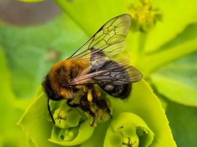  Andrena nitida (Müller, 1776)