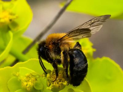  Andrena nitida (Müller, 1776)