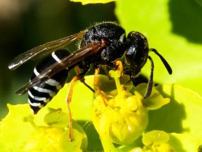  Odynerus melanocephalus (Gmelin, 1790)
