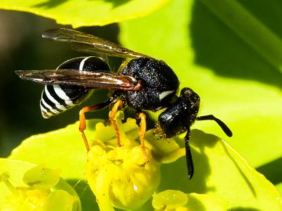  Odynerus melanocephalus (Gmelin, 1790)