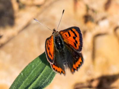 Cuivré commun (Le), Argus bronzé (L'), Bronzé (Le) Lycaena phlaeas (Linnaeus, 1760)