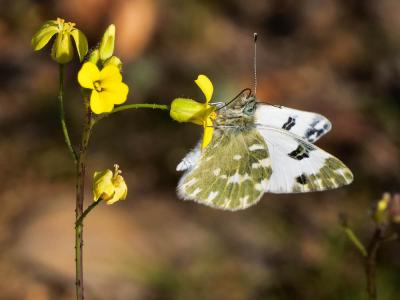 Marbré-de-vert (Le), Piéride du Réséda (La), Marbr Pontia daplidice (Linnaeus, 1758)