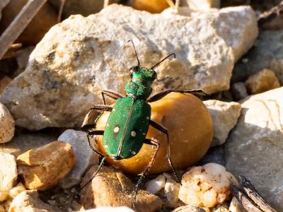 Cicindèle champêtre Cicindela campestris Linnaeus, 1758