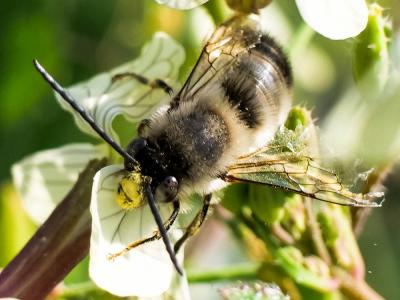 Eucère à labre noir Eucera nigrilabris Lepeletier, 1841
