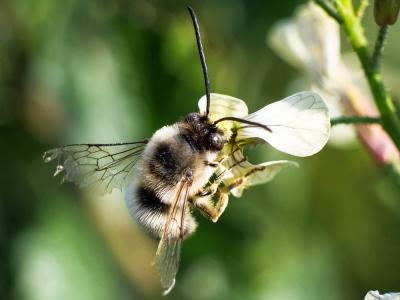 Eucère à labre noir Eucera nigrilabris Lepeletier, 1841