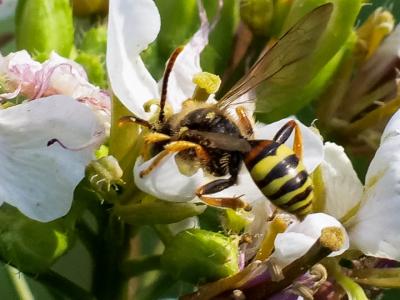  Nomada fucata Panzer, 1798