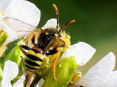  Nomada fucata Panzer, 1798
