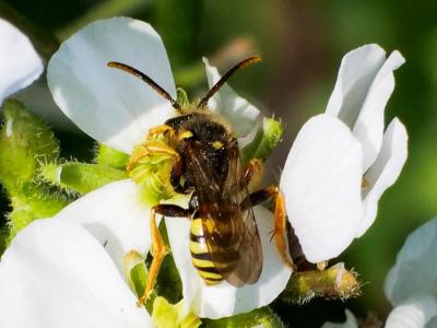  Nomada fucata Panzer, 1798