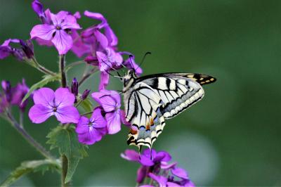 Machaon (Le), Grand Porte-Queue (Le) Papilio machaon Linnaeus, 1758