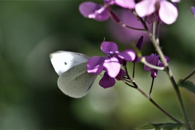 Piéride de la Rave (La), Petit Blanc du Chou (Le), Pieris rapae (Linnaeus, 1758)
