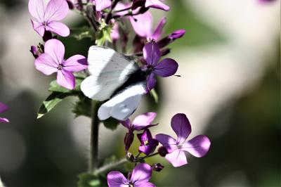 Piéride de la Rave (La), Petit Blanc du Chou (Le), Pieris rapae (Linnaeus, 1758)