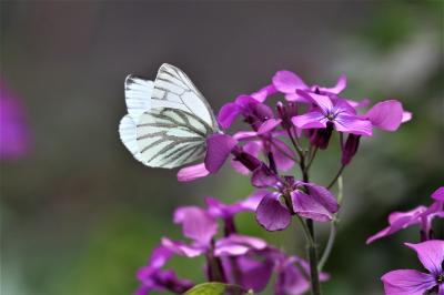 Piéride du Navet (La), Papillon blanc veiné de ver Pieris napi (Linnaeus, 1758)