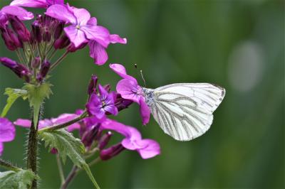 Piéride du Navet (La), Papillon blanc veiné de ver Pieris napi (Linnaeus, 1758)