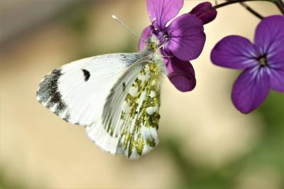 Aurore (L') Anthocharis cardamines (Linnaeus, 1758)