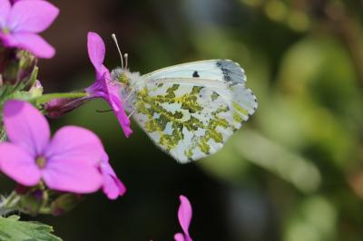 Aurore (L') Anthocharis cardamines (Linnaeus, 1758)