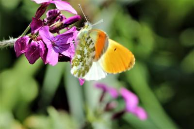 Aurore (L') Anthocharis cardamines (Linnaeus, 1758)