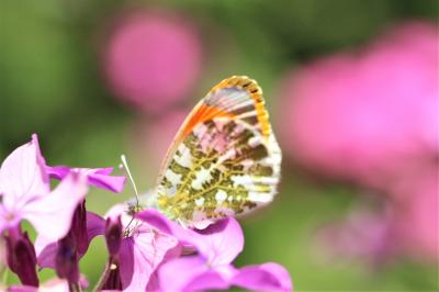 Aurore (L') Anthocharis cardamines (Linnaeus, 1758)