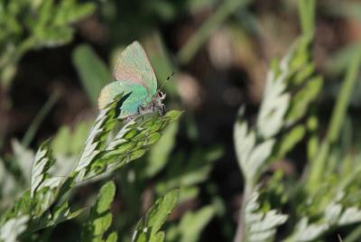 Thécla de la Ronce (La), Argus vert (L') Callophrys rubi (Linnaeus, 1758)