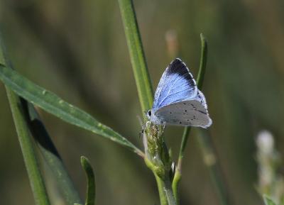 Azuré des Nerpruns (L'), Argus à bande noire (L'), Celastrina argiolus (Linnaeus, 1758)
