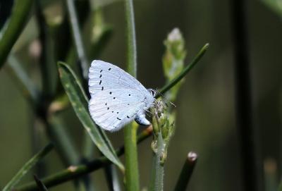 Azuré des Nerpruns (L'), Argus à bande noire (L'), Celastrina argiolus (Linnaeus, 1758)