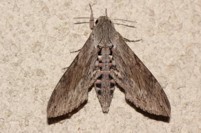 Sphinx du Liseron (Le) Agrius convolvuli (Linnaeus, 1758)