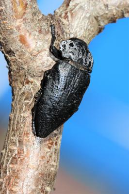 Capnode du Pêcher Capnodis tenebrionis (Linnaeus, 1760)