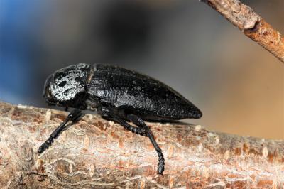 Capnode du Pêcher Capnodis tenebrionis (Linnaeus, 1760)