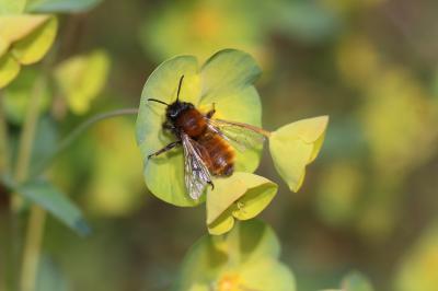 Andrena fulva (Müller, 1766)