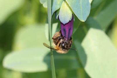 Anthophore commune, Anthophore plumeuse, Anthophor Anthophora plumipes (Pallas, 1772)
