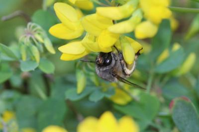 Anthophore commune, Anthophore plumeuse, Anthophor Anthophora plumipes (Pallas, 1772)