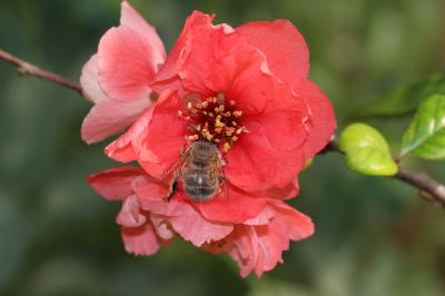 Anthophore commune, Anthophore plumeuse, Anthophor Anthophora plumipes (Pallas, 1772)